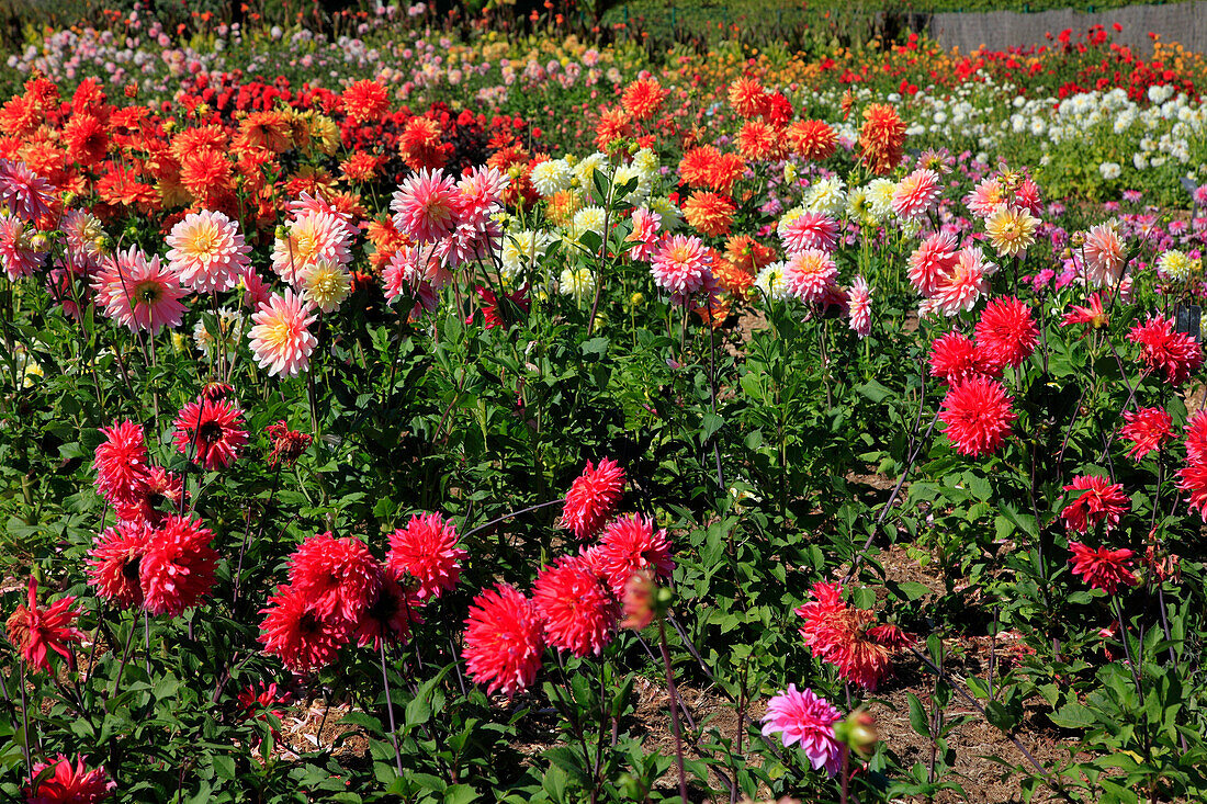 France,pays de la loire,Maine et Loire (49),Angers,Terra Botanica park,Saint martin collegiate church