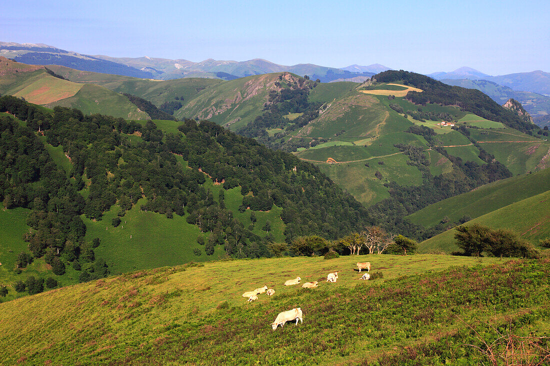 France,Nouvelle Aquitaine,Pyrenees atlantique (64),French Basque country,Basque mountain between Mendive and Iraty