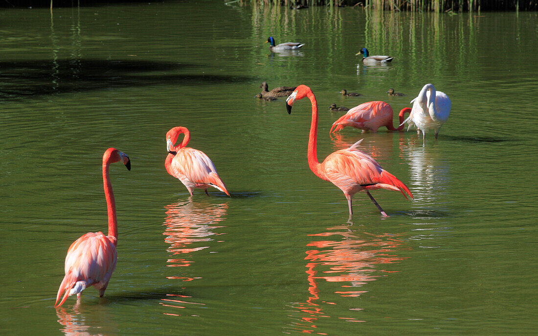 France,Auvergne Rhone Alpes,Ain department (01),Villars les Dombes,Birds park