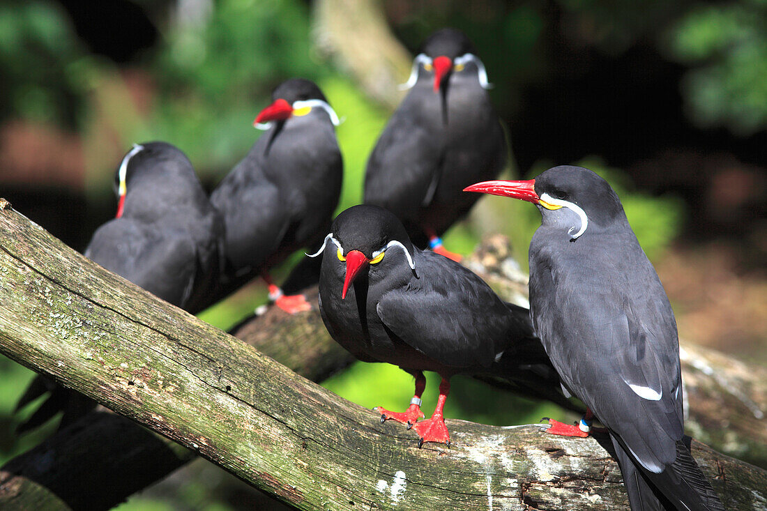 France,Auvergne Rhone Alpes,Ain department (01),Villars les Dombes,Birds park