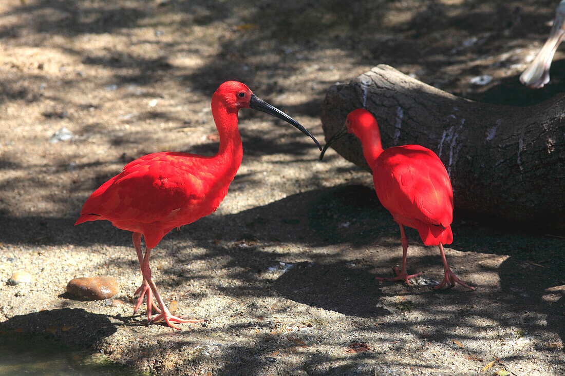 Frankreich,Auvergne Rhone Alpes,Ain department (01),Villars les Dombes,Birds park