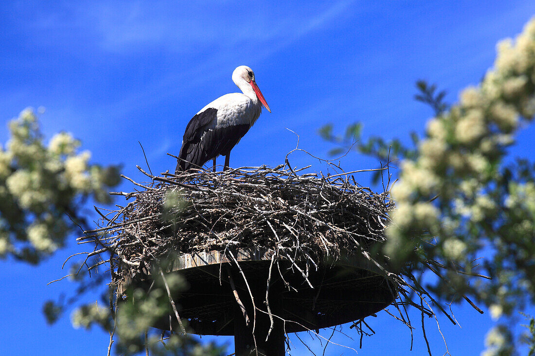 France,Auvergne Rhone Alpes,Ain department (01),Villars les Dombes,Birds park