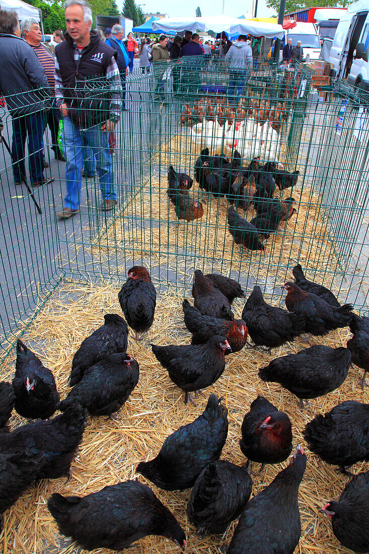 France,Bourgogne Franche Comte,Saone et Loire department (71),Louhans,fowl market