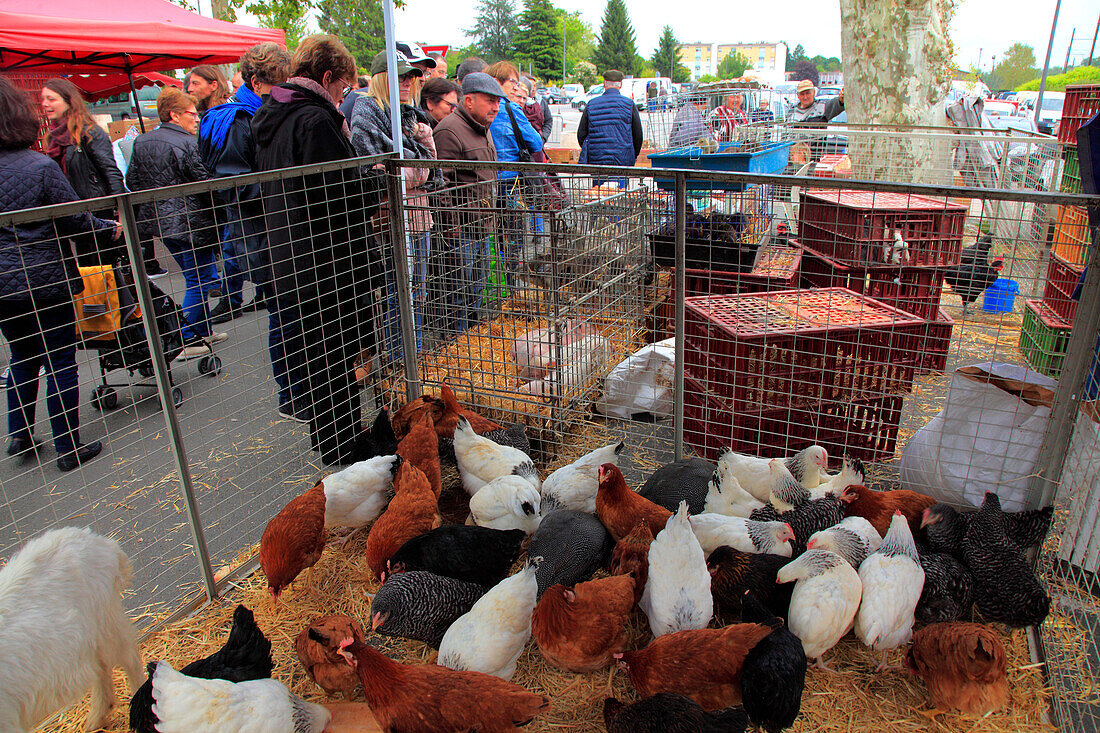 France,Bourgogne Franche Comte,Saone et Loire department (71),Louhans,fowl market