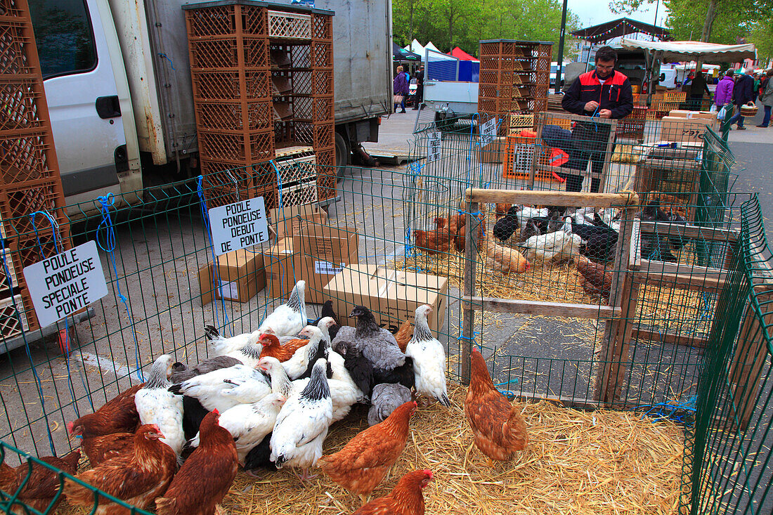 France,Bourgogne Franche Comte,Saone et Loire department (71),Louhans,fowl market