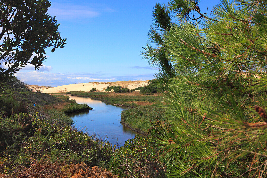 France,Nouvelle Aquitaine,Landes department (40),Moliets et Maa,le courant d'Huchet (river)