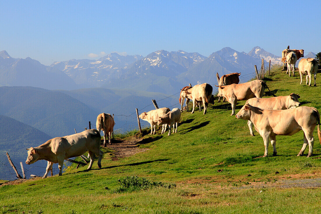 Frankreich,Okzitanien,Hautes Pyrenees department (65),Aspin mountain pass