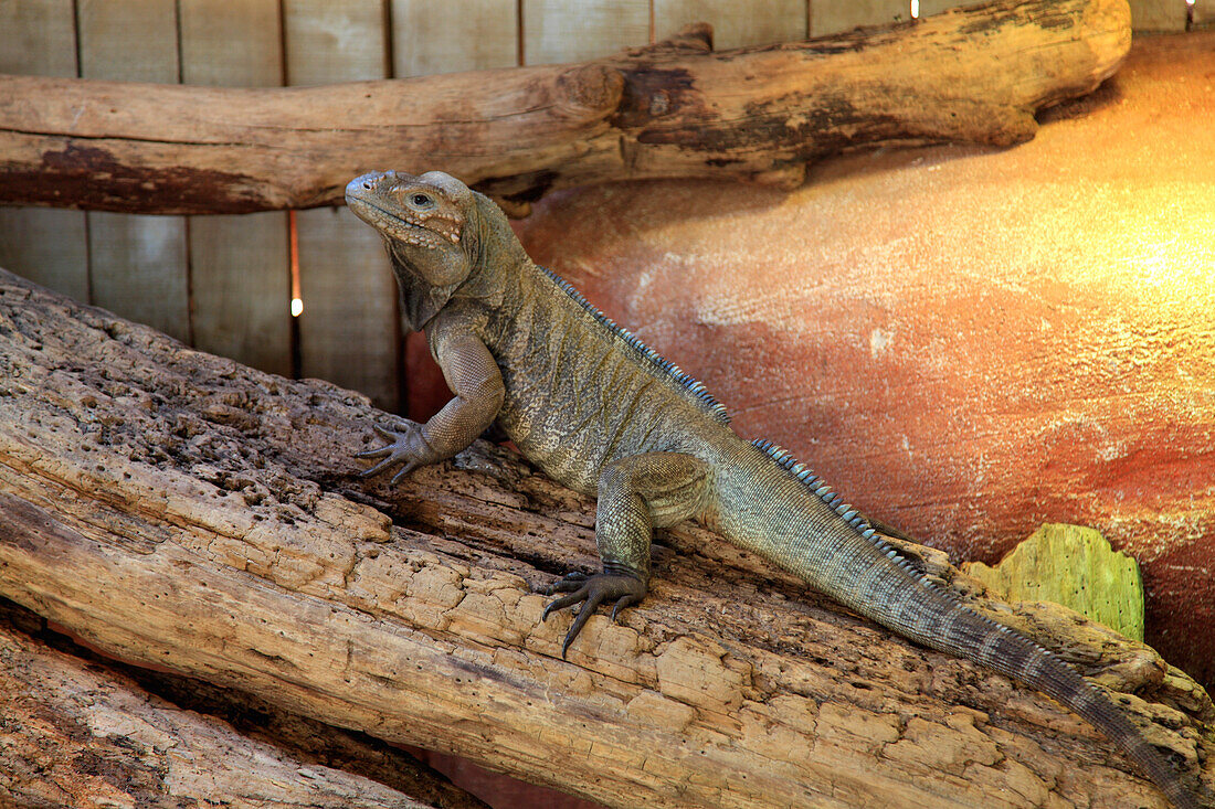 France,Nouvelle Aquitaine,Vienne department,Civaux,Terre de dragons parc (before crocodile planet park)