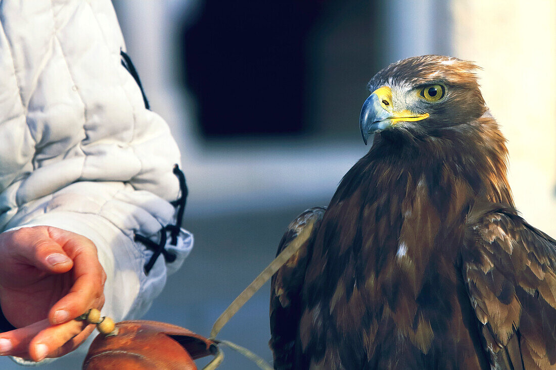 Eagle standing