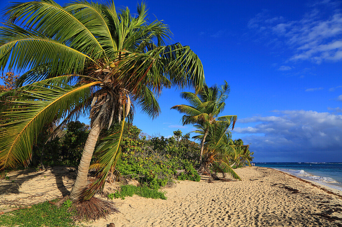 Usa,Puerto rico. Culebra Island. Flamenco Strand