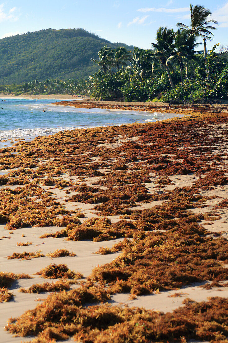 Usa,Porto rico. Culebra Island. Flamenco beach. Sargassum