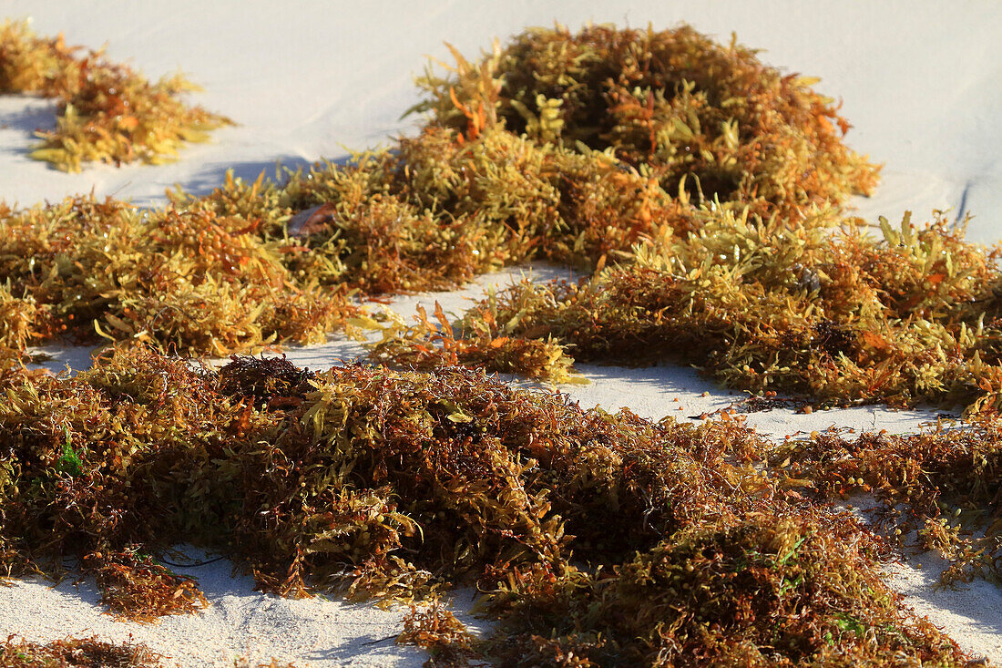 Usa,Porto rico. Culebra Island. Flamenco beach. Sargassum