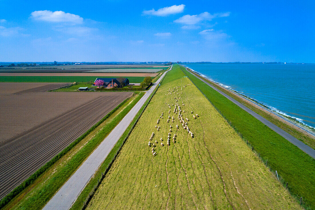 Europe,Nederlands,Escaut,sheeps