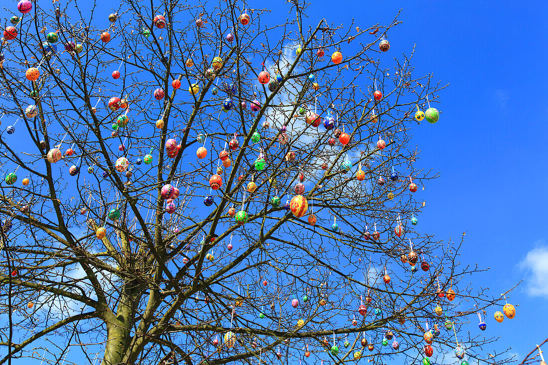 Deutschland,Baum mit Ostereiern geschmückt