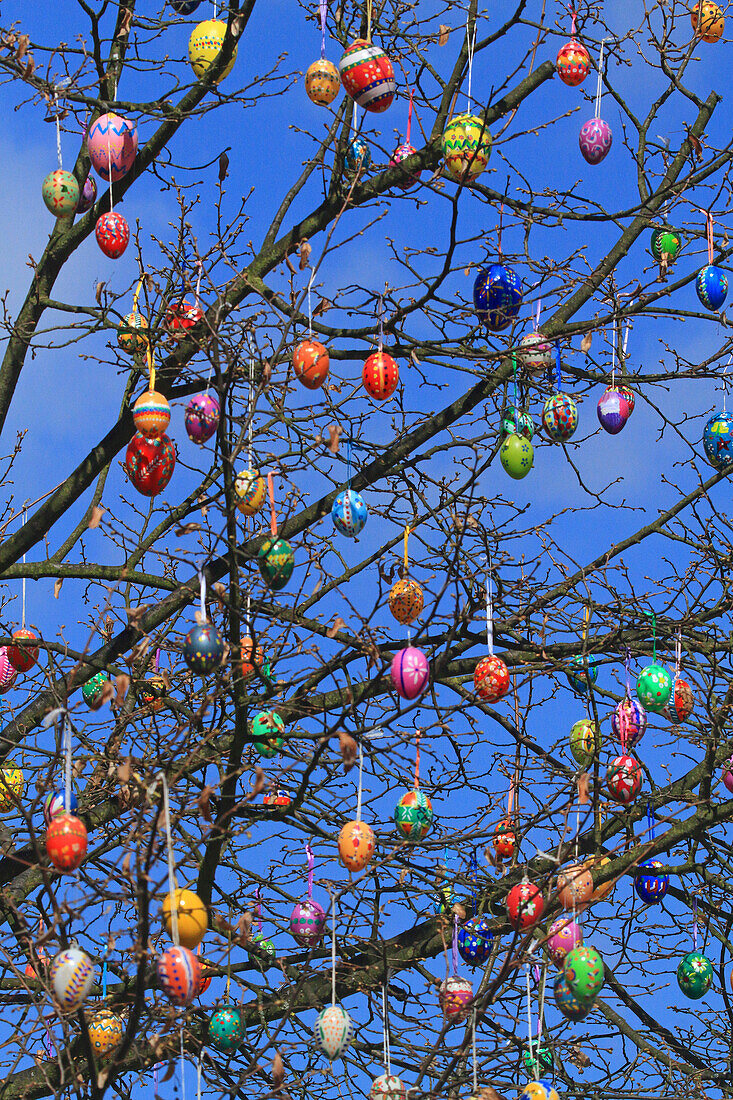 Deutschland,Baum mit Ostereiern geschmückt