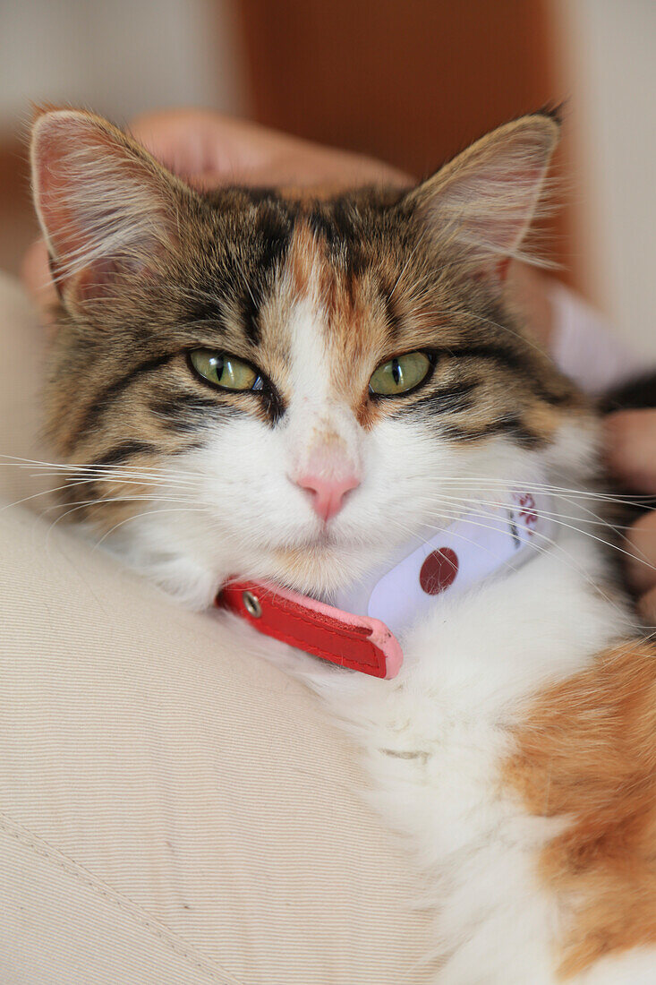 Cat with GPS collar connected to a location application