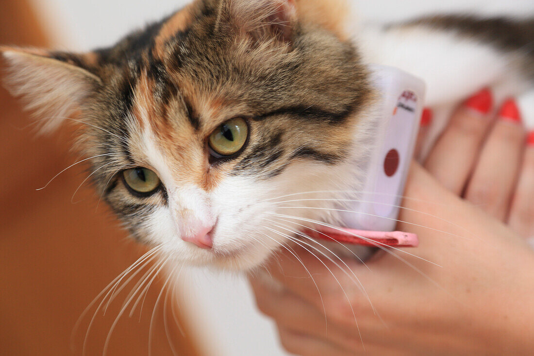 Cat with GPS collar connected to a location application