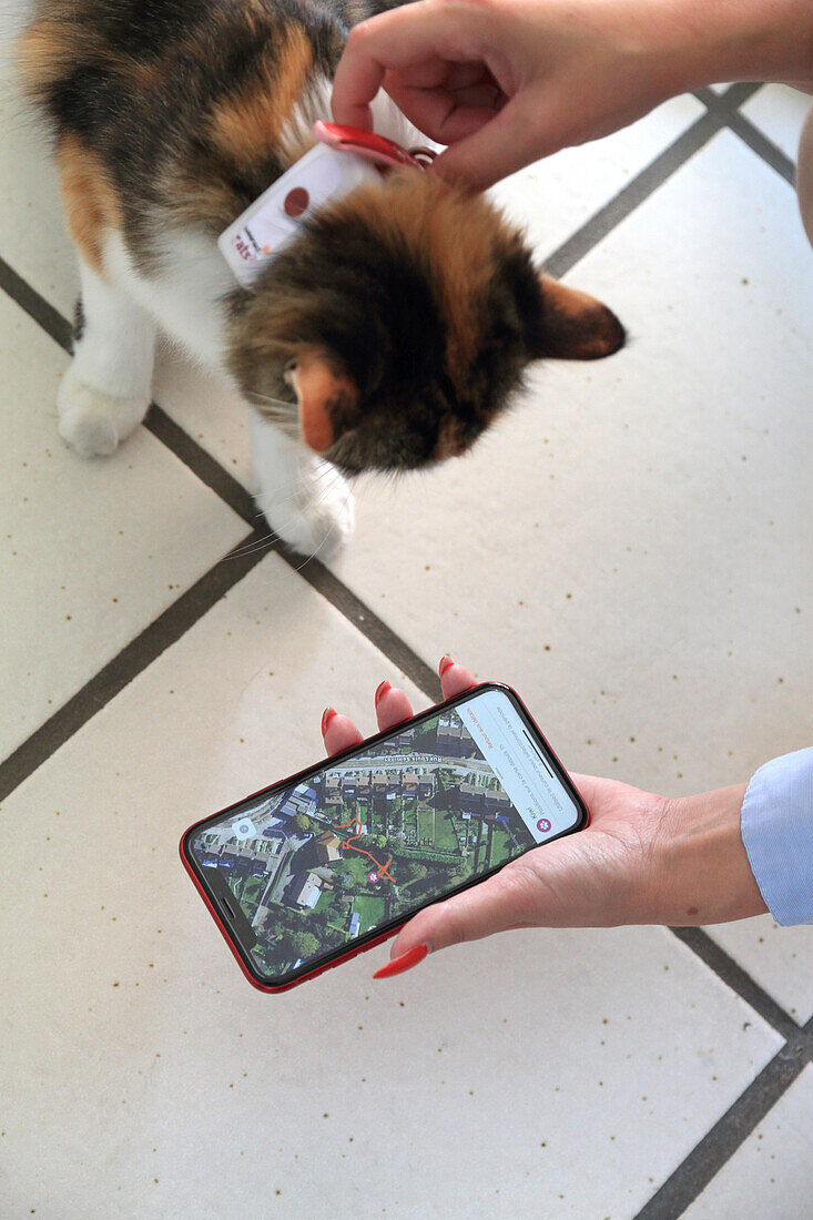 Cat with GPS collar connected to a location application