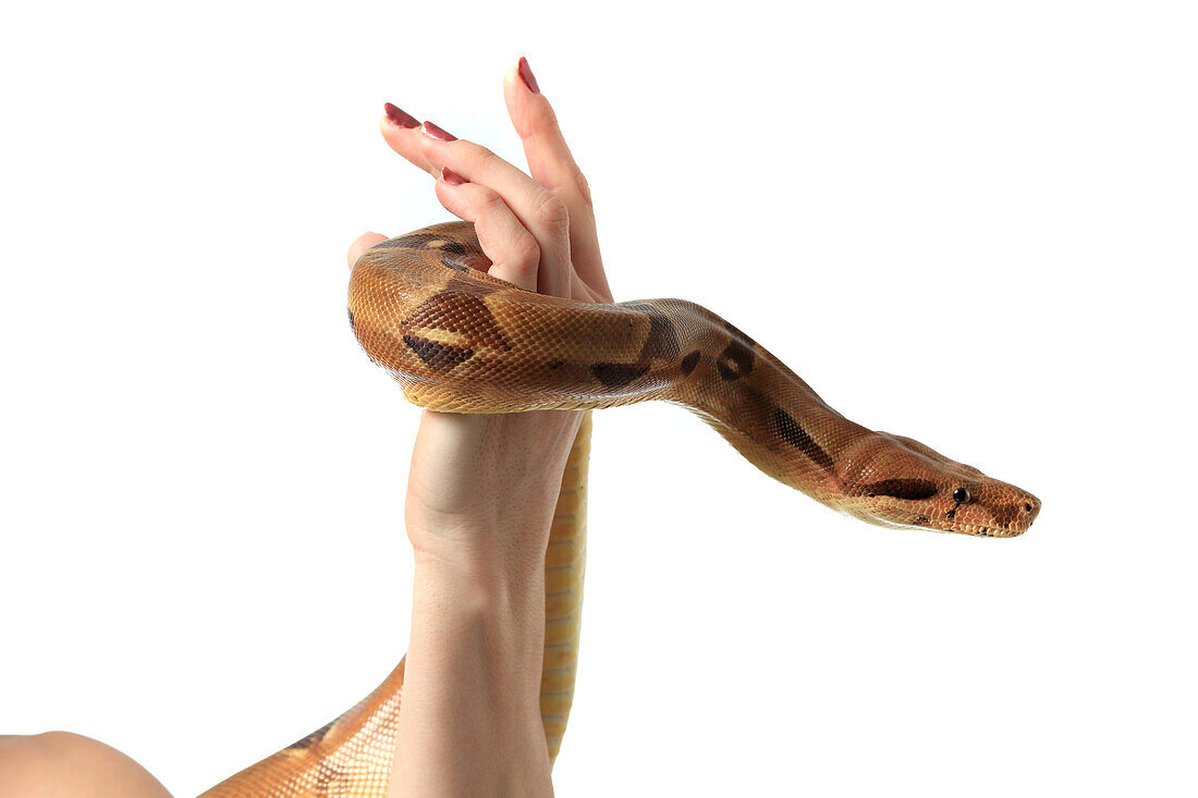 Woman and snake. Boa