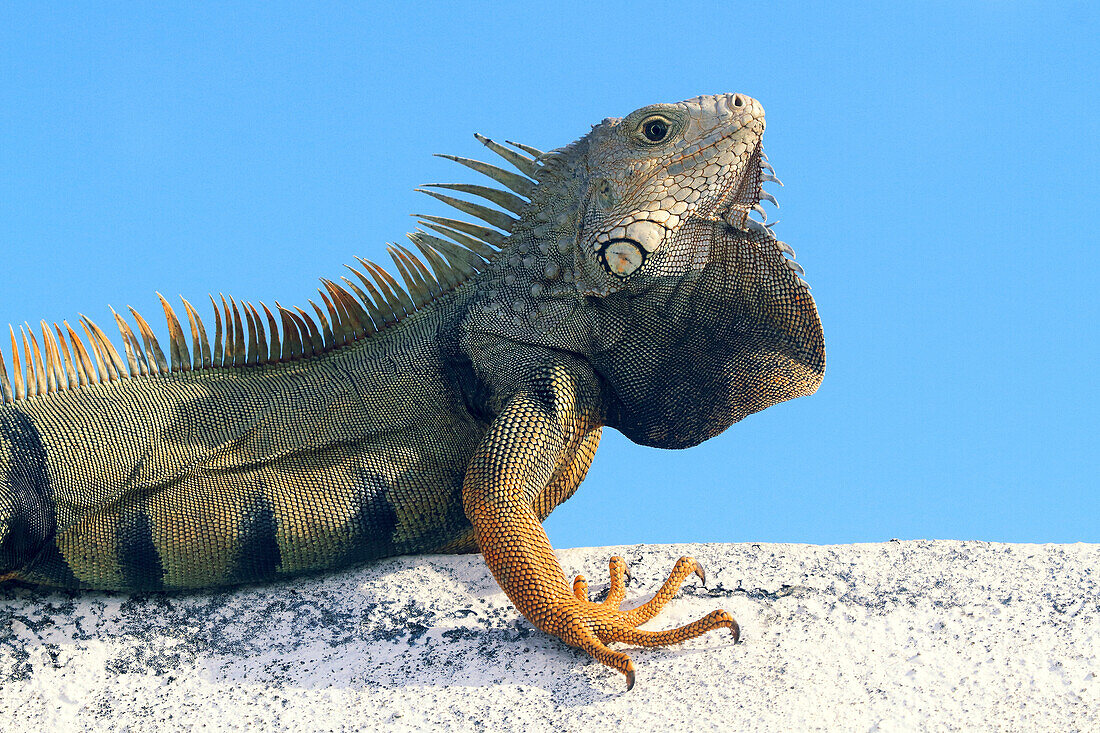 Usa,Porto Rico,San Juan.iguana