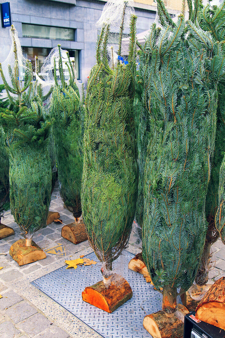 Christmas trees