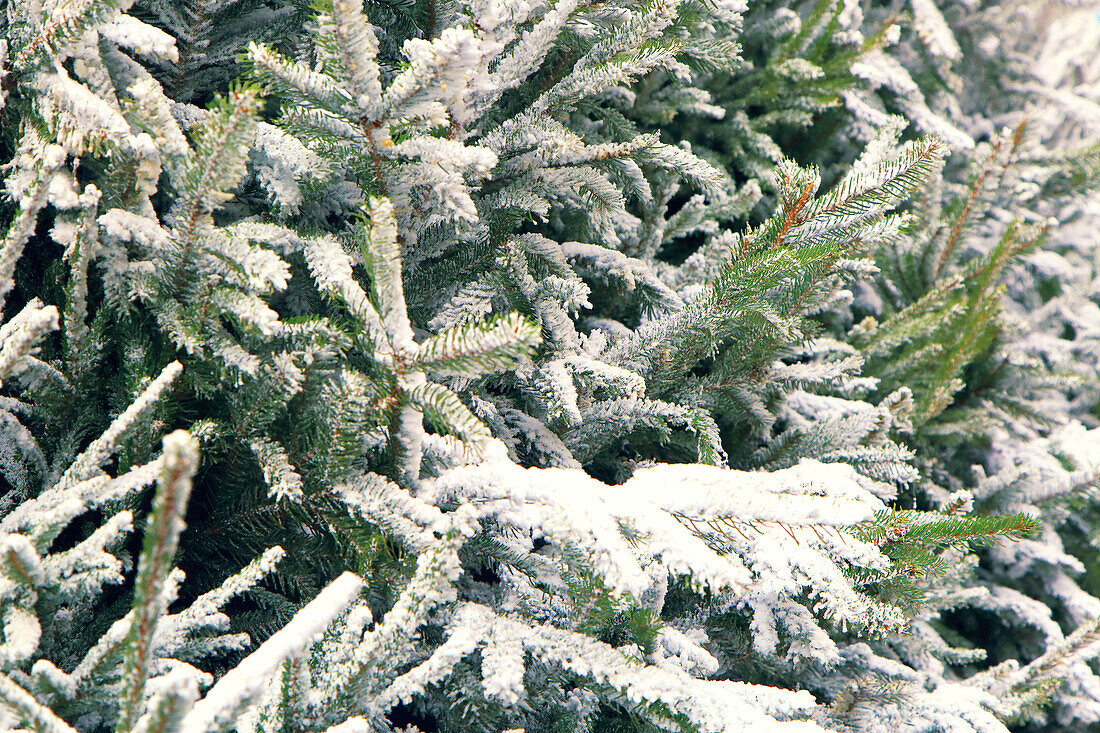 Artificial snow on Christmas trees