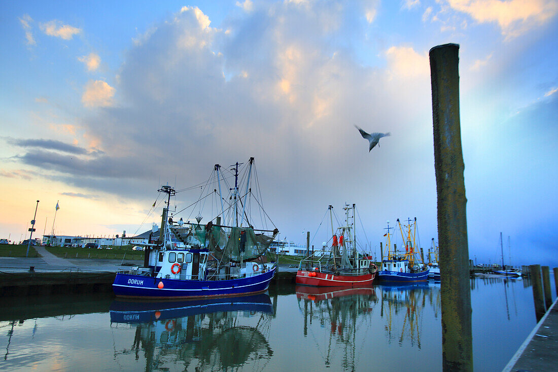 Europe,Germany,Wurster Nordseekueste,fish harbour