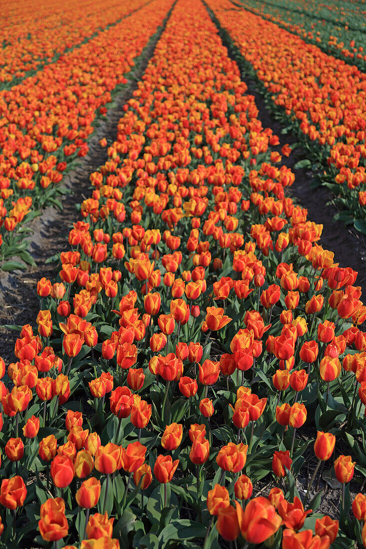 Tulip fields in the Netherlands