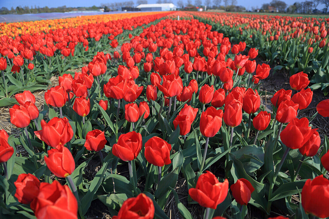 Tulip fields in the Netherlands