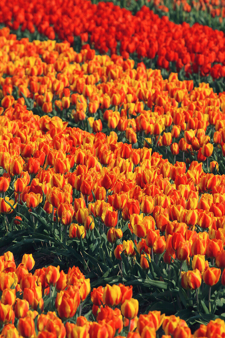 Tulip fields in the Netherlands