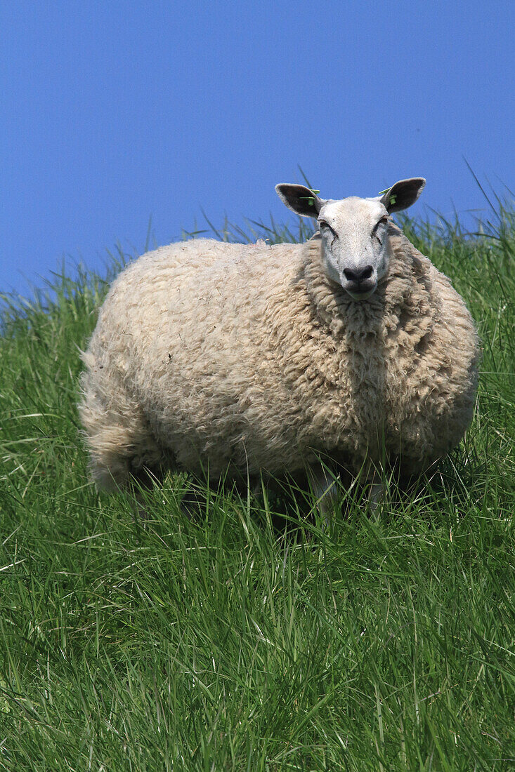 Netherlands,sheep