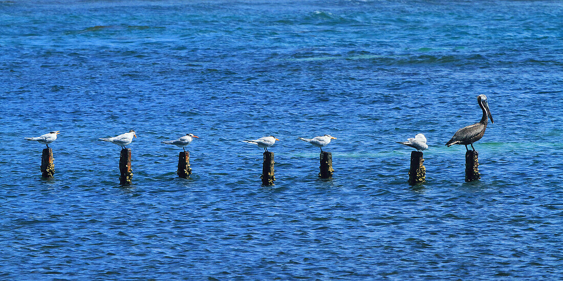 Usa,Porto Rico,Vögel