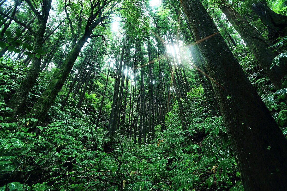 Sao Miguel Island,Azores,Portugal. Lagoas das Furnas. Forest