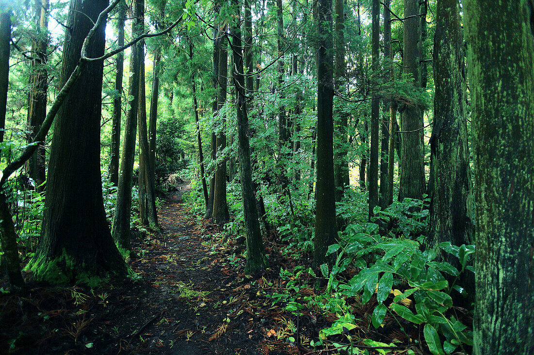 Sao Miguel Island,Azores,Portugal. Lagoas das Furnas. Forest