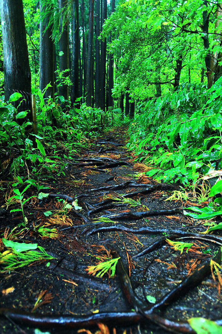 Insel Sao Miguel, Azoren, Portugal. Lagoas das Furnas. Wald