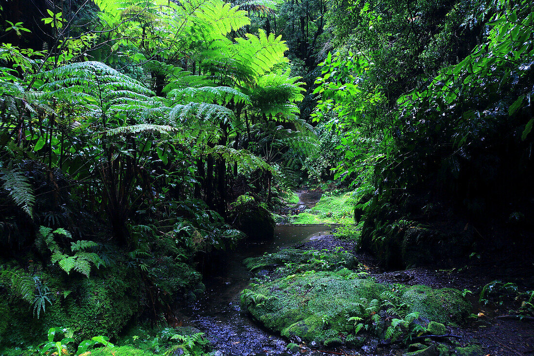 Insel Sao Miguel, Azoren, Portugal. Lagoas das Furnas. Wald