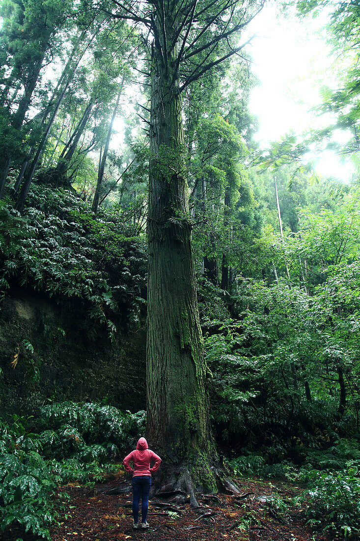 Sao Miguel Island,Azores,Portugal. Lagoas das Furnas. Forest