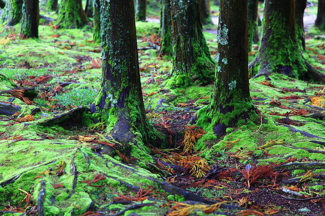 Insel Sao Miguel, Azoren, Portugal. Lagoas das Furnas. Wald