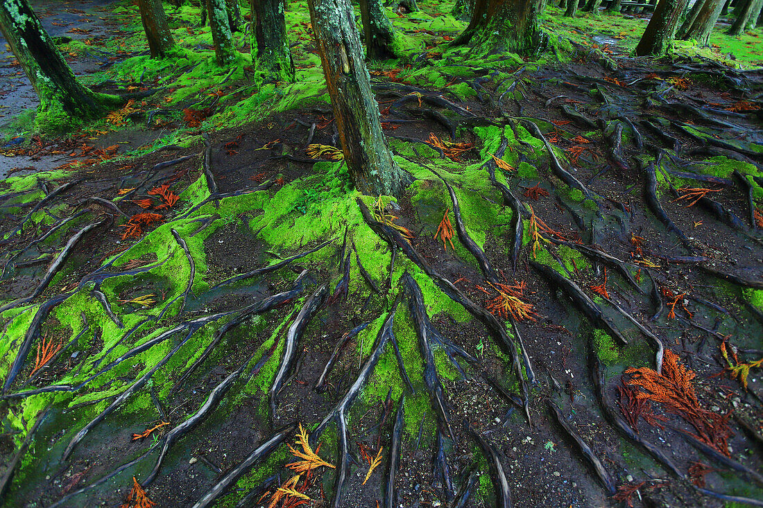 Sao Miguel Island,Azores,Portugal. Lagoas das Furnas. Forest