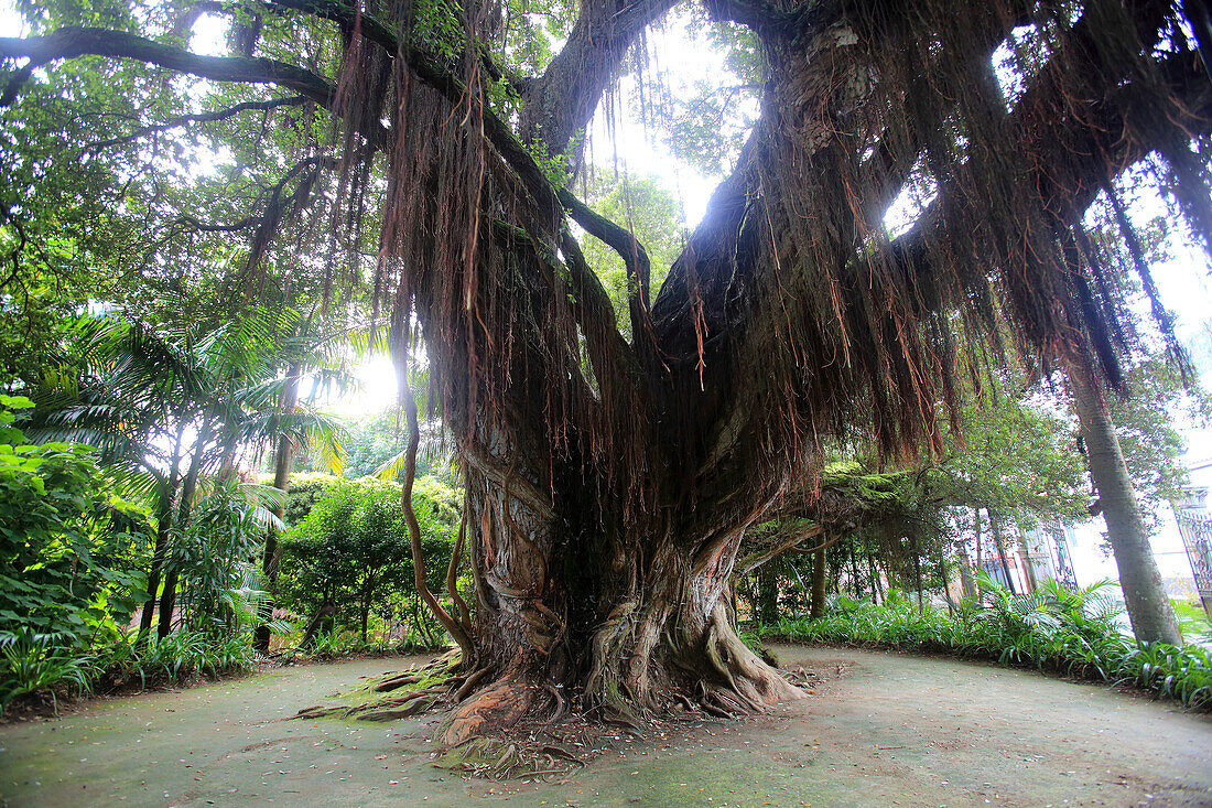 Sao Miguel Insel,Azoren,Portugal. Furnas,Parque Terra Nostra