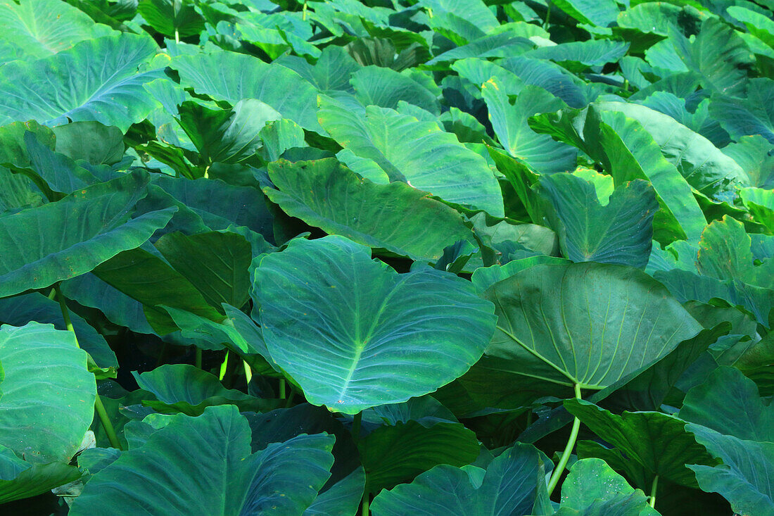 Sao Miguel Island,Azores,Portugal. Furnas,Parque Terra Nostra