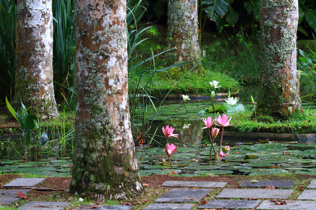 Sao Miguel Insel,Azoren,Portugal. Furnas,Parque Terra Nostra