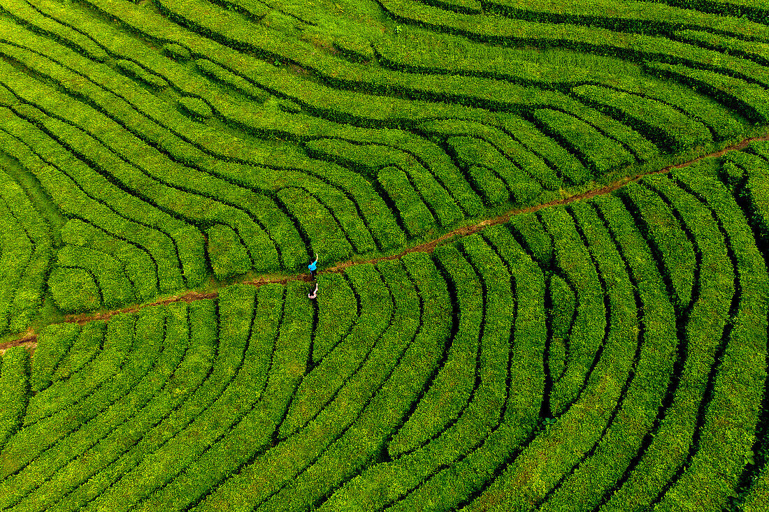 Insel Sao Miguel, Azoren, Portugal. Teeplantage. Gorreana