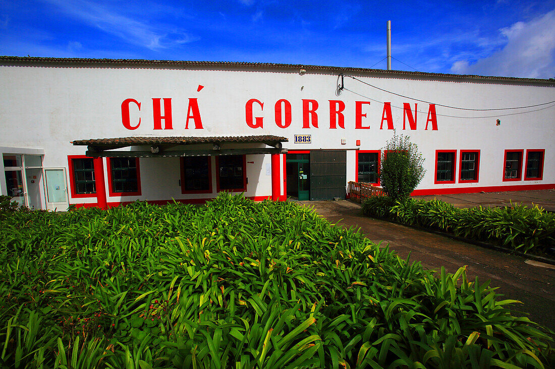 Sao Miguel Island,Azores,Portugal. Tea plantation. Gorreana