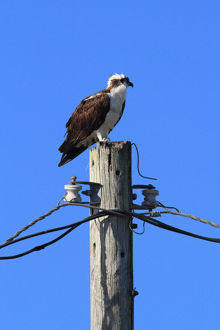 Usa,Florida. Lee County. Matlacha. Ospreys bird