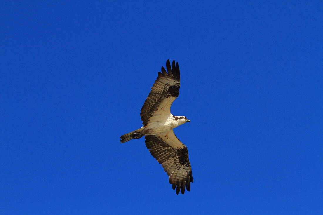 Usa,Florida. Hillsborough County. Apollo beach. Apollo Beach Nature Preserve