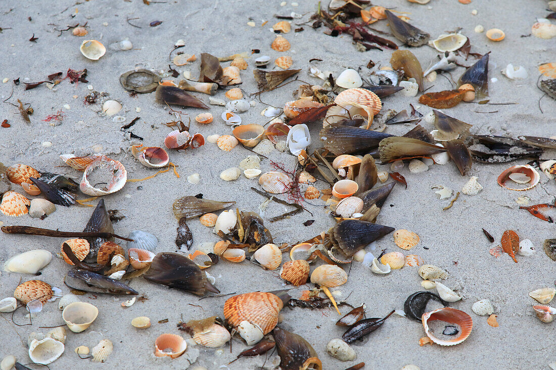 USA, Florida. Gasparilla Insel. Boca Grande. Muscheln am Strand