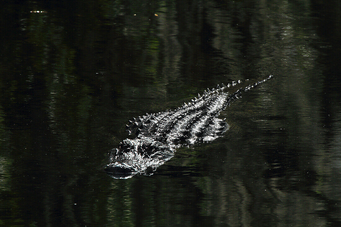 Usa,Florida. Everglades. Alligator