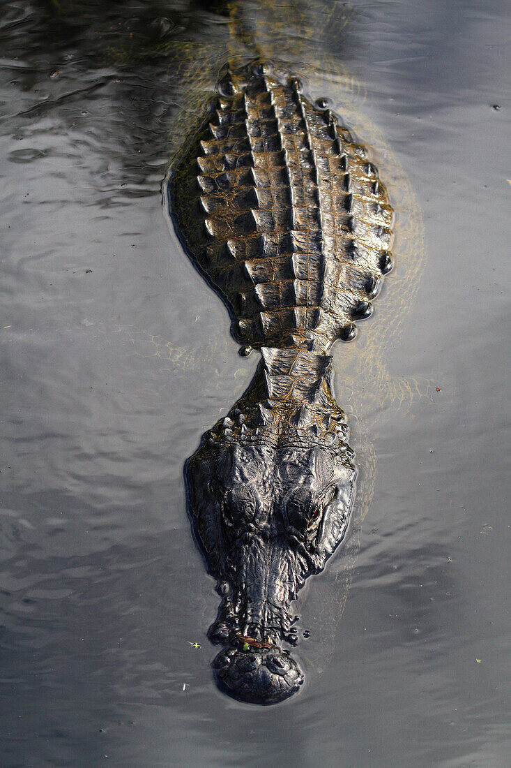 Usa,Florida. Everglades. Alligator