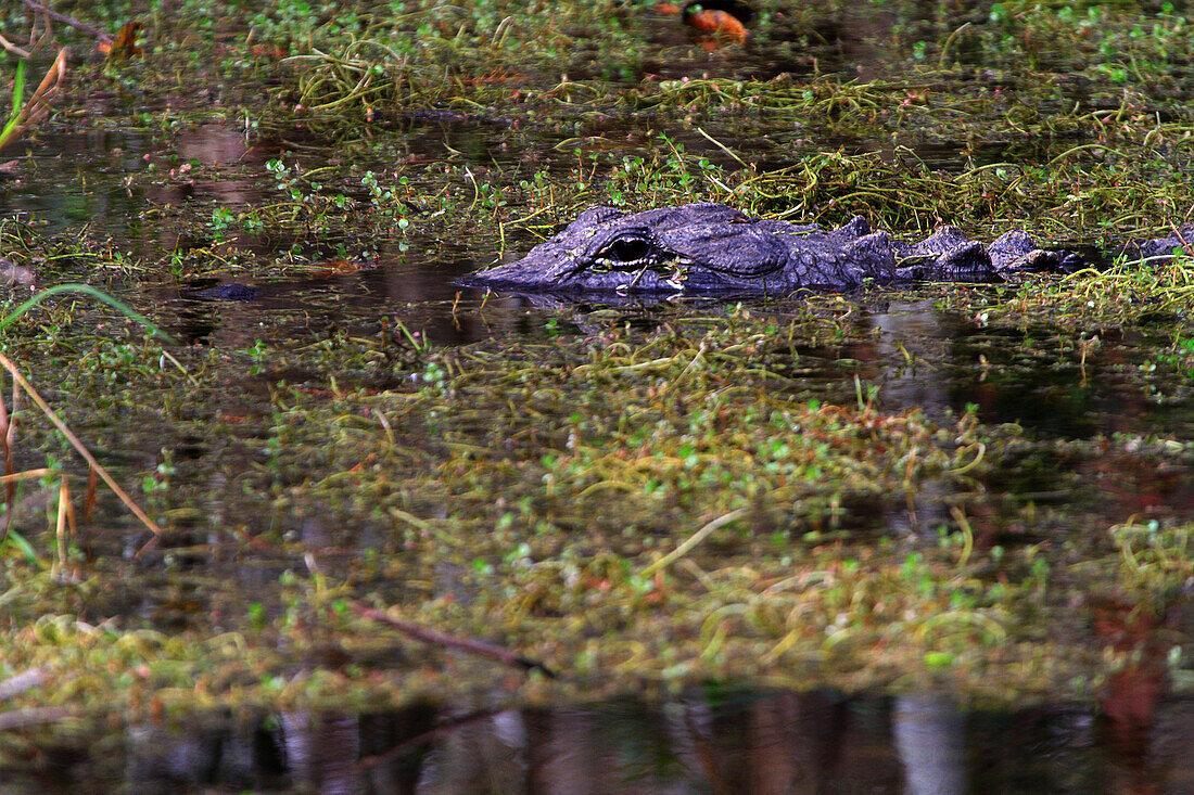 Usa,Florida. Everglades. Alligator